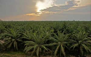 Colombia, uno de los pa&iacute;ses m&aacute;s afectados por cambio clim&aacute;tico: Cenipalma