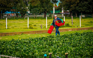 Por alianza 284 mujeres rurales ser&aacute;n beneficiadas con cerca de $5.000