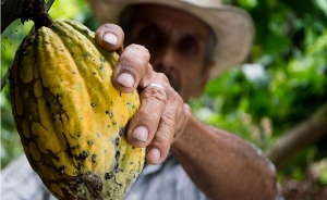 Alianza fortalecer&aacute; el cacao en los Montes de Mar&iacute;a