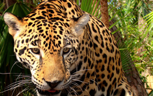 Impacto Jaguar, BID ampliar&aacute; financiaci&oacute;n para la biodiversidad