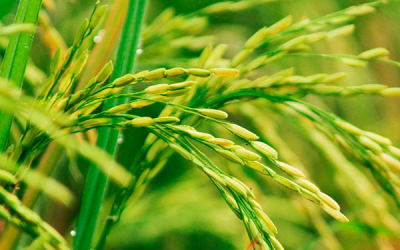 Gobierno apoya cadena productiva del arroz