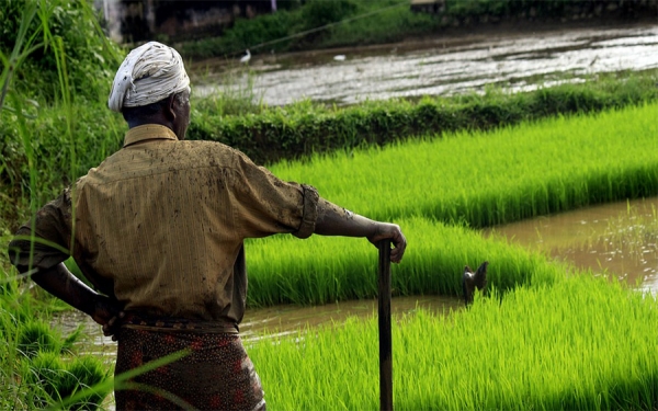 Uniminuto y &Aacute;frica Occidental, soluciones agr&iacute;colas como arroz