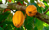 Crisis clim&aacute;tica golpea precio del cacao y sus derivados en el mundo