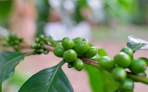 Renovaci&oacute;n cafetera tendr&aacute; recursos por m&aacute;s de $25.000 millones para 2021