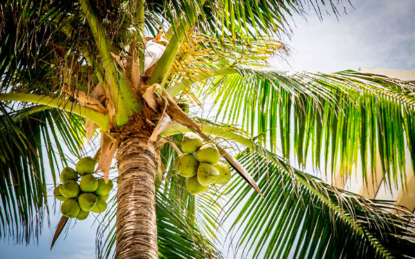 Palma de aceite hace un aporte t&eacute;cnico-cient&iacute;fico al sector coco