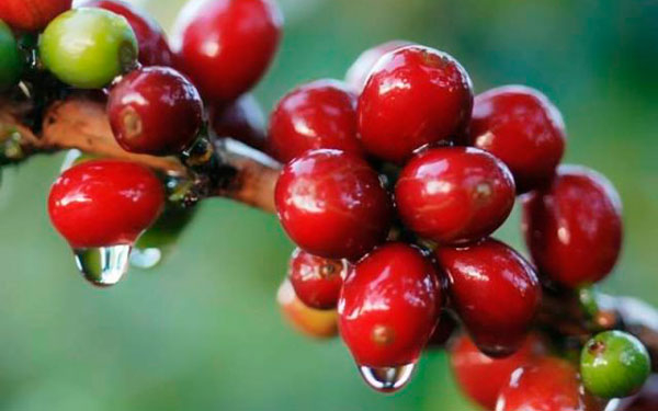 Huila sigue liderando producci&oacute;n cafetera en Colombia