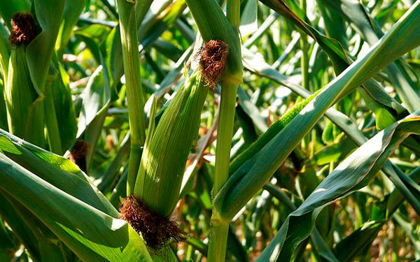 Agricultura colombiana, muy cerca de retomar su importancia: Fenalce