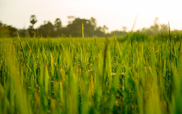 Productores ratifican exportaci&oacute;n de arroz colombiano a Estados Unidos