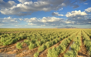 Bridgestone y Versalis unidos por el guayule