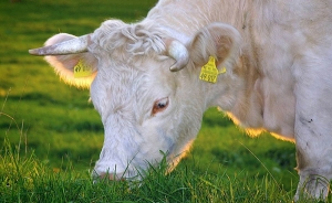 Uruguay buscar&aacute; cerrar un acuerdo comercial con Jap&oacute;n en la gira de V&aacute;zquez