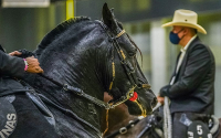 Sector equino colombiano mueve anualmente $6 billones