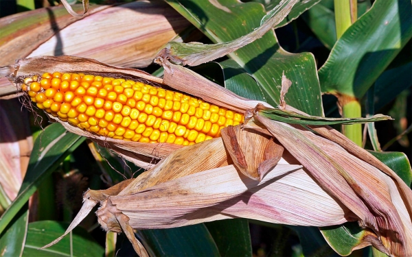 ICA autoriz&oacute; primera siembra de semilla transg&eacute;nica hecha en Colombia