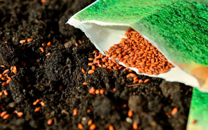 Semillistas, bien en biotecnolog&iacute;a, pero asusta pirater&iacute;a y retraso regulatorio