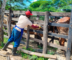 Vacunaci&oacute;n contra aftosa: 13,2 millones de bovinos y bufalinos inmunizados