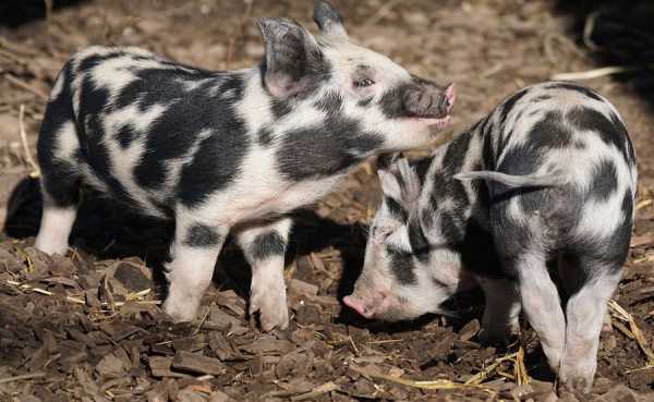 Con exportaciones habr&iacute;a que cuadruplicar producci&oacute;n de cerdo