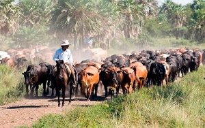 La ganader&iacute;a sostenible es el futuro