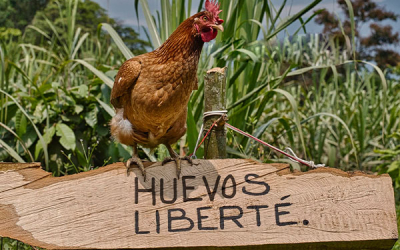 Libert&eacute;, por nutrici&oacute;n, calidad y obtenci&oacute;n, el huevo ideal