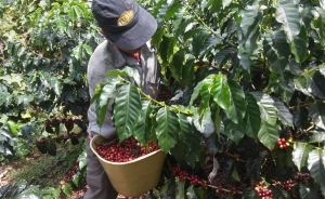 Peque&ntilde;os  agricultores no deben pagar impuestos: OCDE