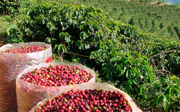 Caficultores de Brasil ven con buenos ojos unir al mundo cafetero