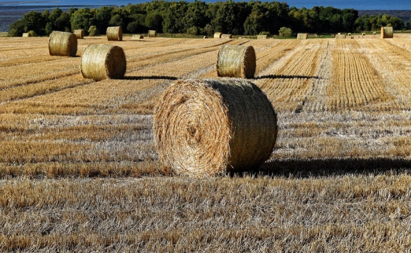 L&iacute;deres africanos piden eliminar las ayudas agr&iacute;colas en pa&iacute;ses desarrollados