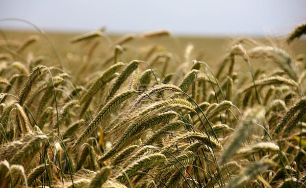 OCDE propone revolc&oacute;n agr&iacute;cola por la competitividad