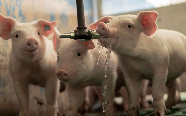 En Colombia mejora la producci&oacute;n y el consumo de cerdo: Porkcolombia