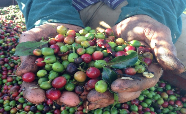 Banco Agrario atender&aacute; a cafeteros afectados por El Ni&ntilde;o