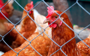 Empresas latinoamericanas empiezan a mejorar en bienestar animal