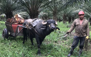 B&uacute;falos, aliados de alto rendimiento en el trabajo agr&iacute;cola