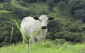 Ganado criollo y b&uacute;falos, la alternativa de renta por cambio clim&aacute;tico