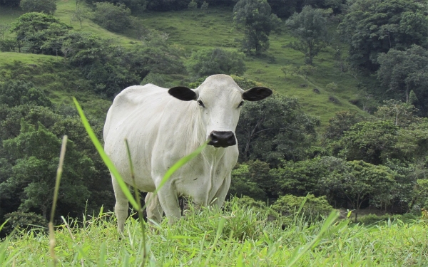 Ganado criollo y b&uacute;falos, la alternativa de renta por cambio clim&aacute;tico