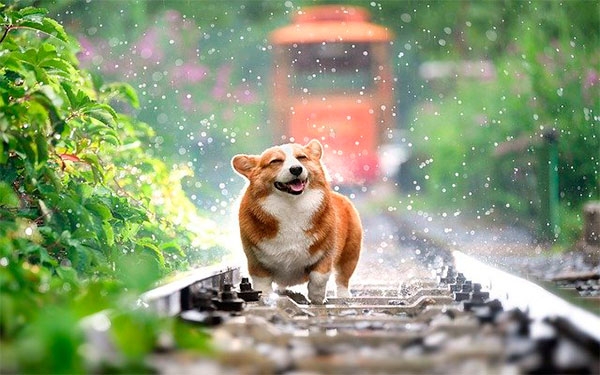 Recordar, cap&iacute;tulo mascotas: Una soluci&oacute;n f&aacute;cil para un momento dif&iacute;cil