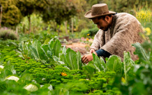 Campesinos colombianos, muy lejos de pensi&oacute;n y otros derechos: OIT
