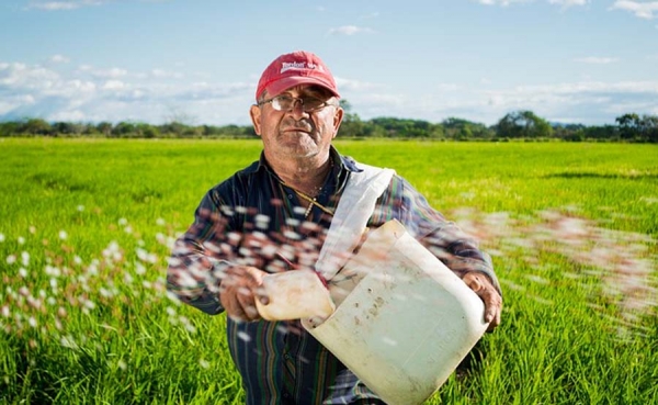 Habr&aacute; abastecimiento de arroz, pero castigado por devaluaci&oacute;n