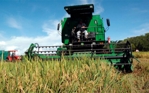 Agricultores dependen de la misericordia del gobierno: Fedearroz
