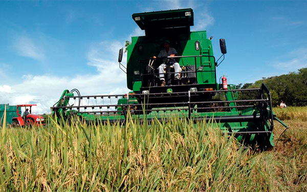Agricultores dependen de la misericordia del gobierno: Fedearroz
