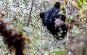 Frente al desaf&iacute;o ambiental, la siembra de &aacute;rboles una buena estrategia
