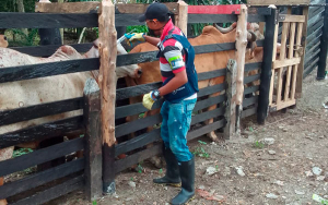 En arranque de vacunaci&oacute;n contra aftosa, inoculados 2,9 millones de animales