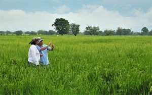 Arroceros en condiciones, con herramientas y listos para sembrar el cereal
