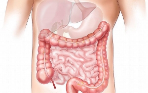 El intestino, hogar de bacterias y virus en perfecta armon&iacute;a, &iquest;c&oacute;mo sucede?