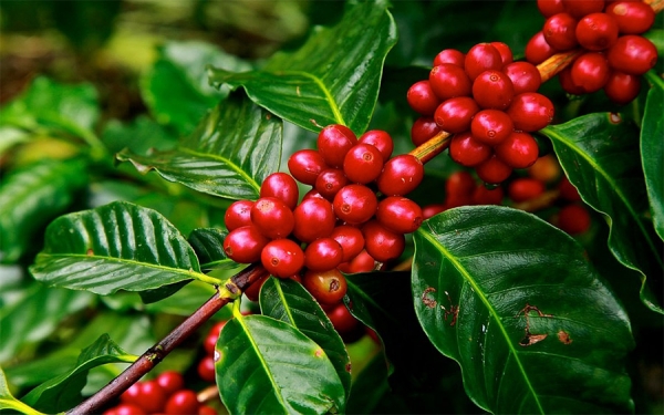 El Huila sigue ratificando liderazgo y vocaci&oacute;n cafetera