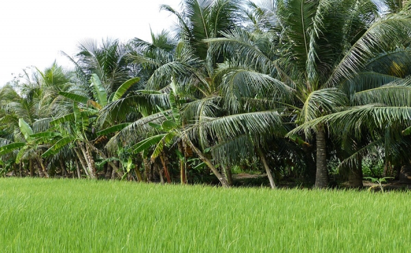 Precios del arroz por debajo a los de 2004: Fedearroz