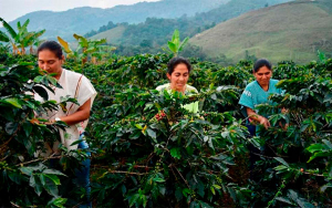 Sin precedentes: Sector cafetero estrena pol&iacute;tica de equidad de g&eacute;nero