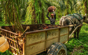 Palma y medio ambiente son compatibles si hay responsabilidad: La Caba&ntilde;a