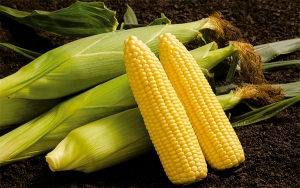 Agro, un negocio lamentable, ajeno y sin rentabilidad: productores