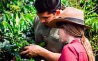 Producci&oacute;n cafetera colombiana cae 6% en noviembre