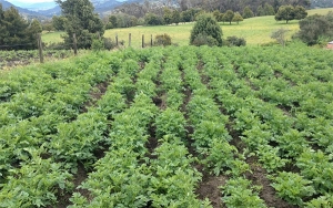 En papa, a Colombia le metieron la belga