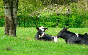 Agro, reactivaci&oacute;n bien hecha y sin pr&eacute;stamos gota a gota: MinAgricultura