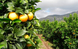 Alianzas productivas: sumando esfuerzos por la hortofruticultura Colombiana