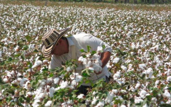 Algodoneros en profunda crisis, no tendr&aacute;n cultivo en dos o tres a&ntilde;os